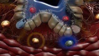 Immunology of the Lung