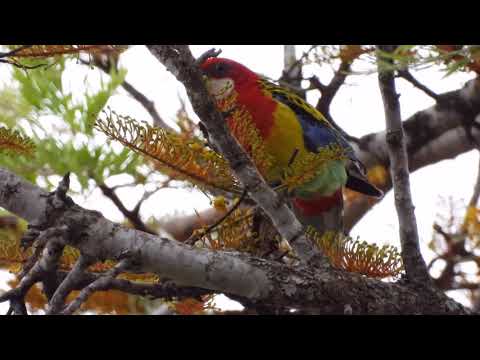 Eastern Rosella Singing I Eastern Rosella Call I Australian Native Bird