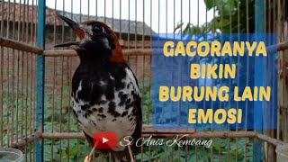 Download lagu ANIS KEMBANG NGEPLONG PAGI HARI AMPUH UNTUK PANCINGAN mp3 Download lagu ANIS KEMBANG NGEPLONG PAGI HARI AMPUH UNTUK PANCINGAN mp3