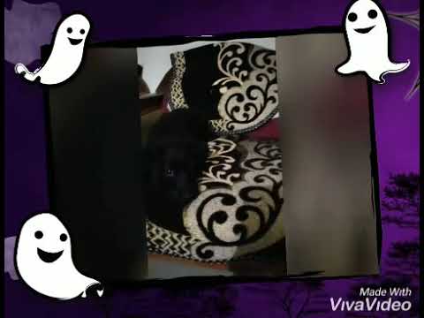 Who say Labrador is cool 🐕