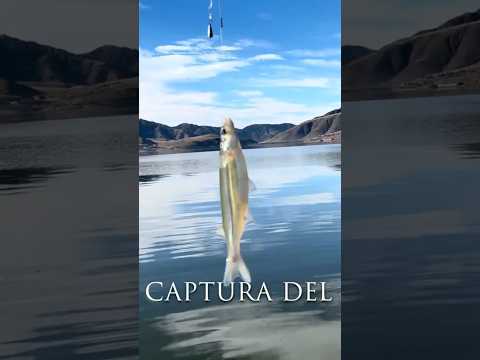 Pesca en el Dique La Angostura, El Mollar Tucumán #pesca #lineadepesca #tucuman #dique #argentina