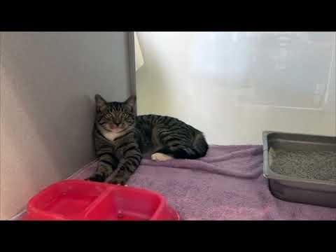 Bergen Clear The Shelters