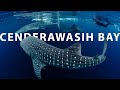 Cenderawasih Bay By Liveaboard Coralia Liveaboard