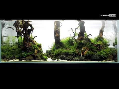 240L Forest Aquascape - Featuring Twinstar Nano