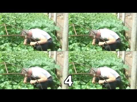 сила земли огурец доктор попов. не отрывая от ботвы огурец. доктор попов живой огурец. огурец в штанах. доктор попов сила земли.