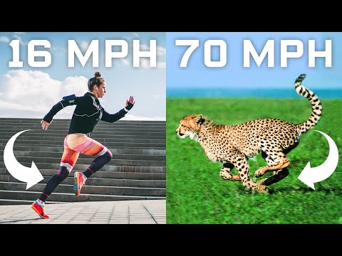 Is It Possible For Humans To Ever Be As Fast As Cheetahs?
