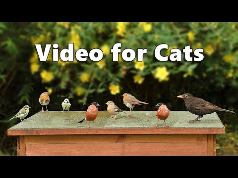 Cat TV : Garden Bird Extravaganza on The Hen House ~ 8 Hours ✅