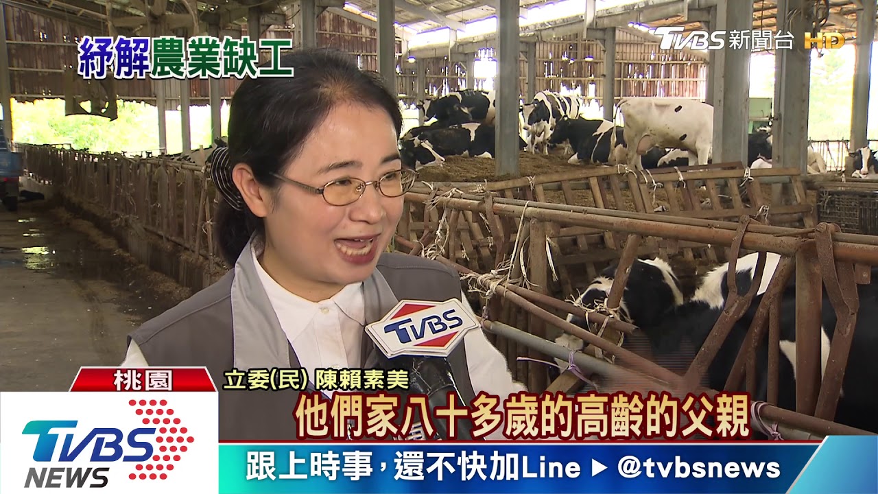 酪農缺工缺很大 預計七月外籍勞工來補缺