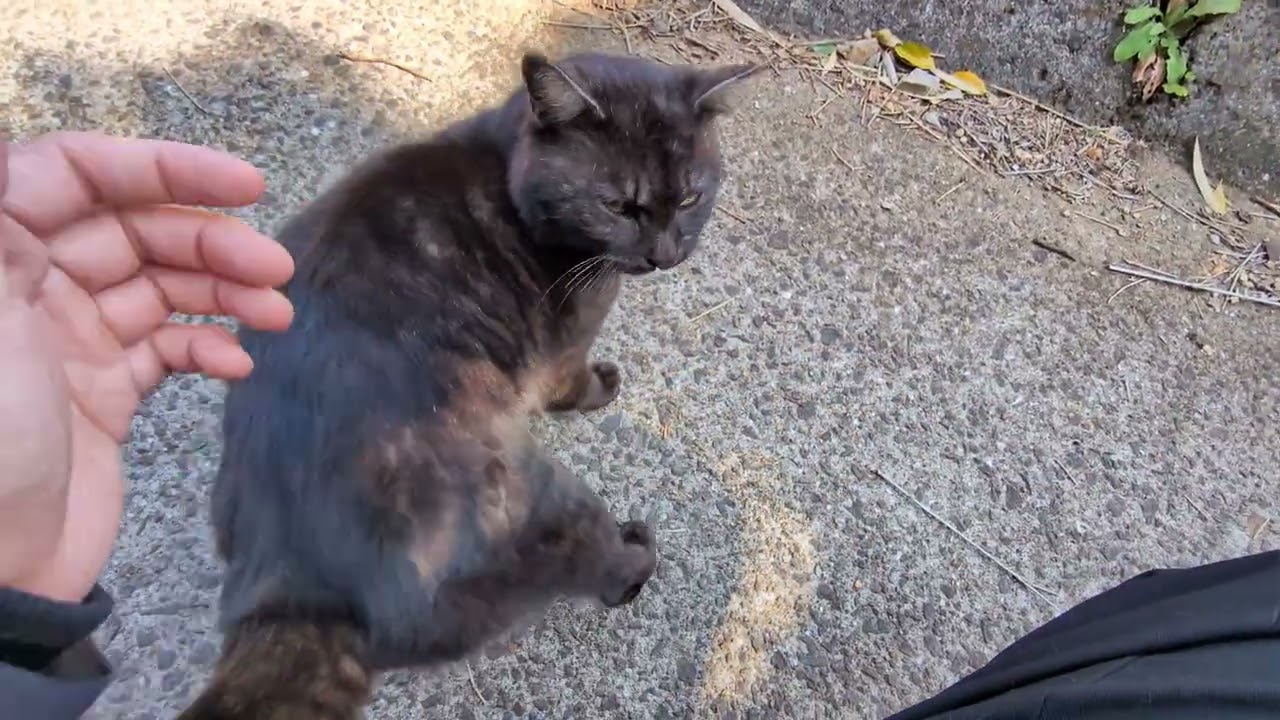 鳴き声に釣られていくとぽつんと猫様