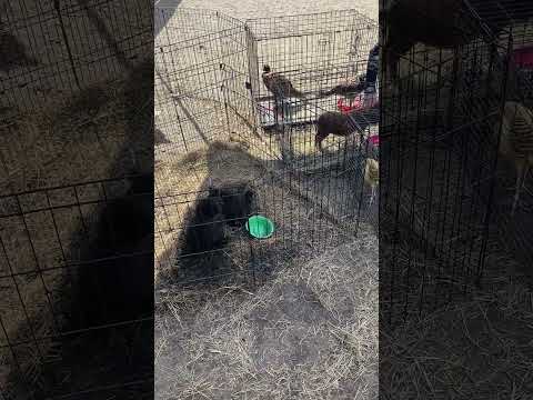 La costa del festival en Orlando Florida