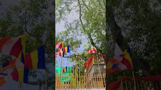 Download lagu Jaya Sri Maha Bodhi | Ancient Tree of Enlightenment | Ceylon 🇱🇰 mp3