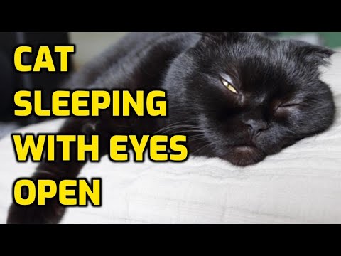 Why Do Cats Sleep With Their Eyes Slightly Open?