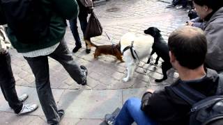 Bjarne Langhoff - Is the voice @ Storetorv 01.06.2012 Aarhus Verdensbilleder 2012