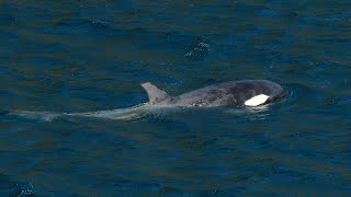 Rescue efforts resume for stranded Orca in B.C. lagoon