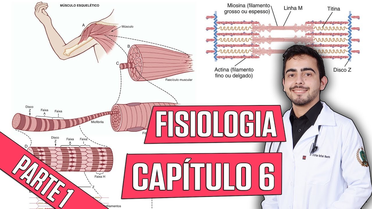Fisiologia - Contração do Músculo Esquelético (Capítulo 6) PARTE 1│ Guyton