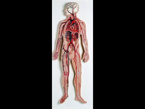 Lab 10.1 - Blood vessels of the upper limb