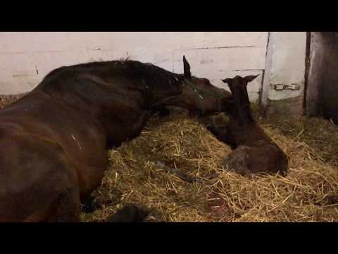 Hengstfohlen von High Motion x Imperio