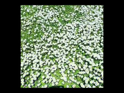 Kamille Pflanzen in mein garten