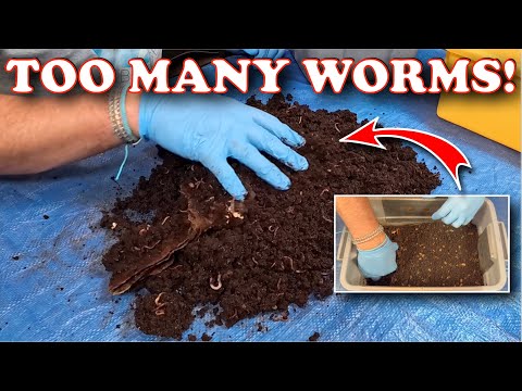 We Counted EVERY Worm in This Bin… and Instantly Regretted It 😂🪱