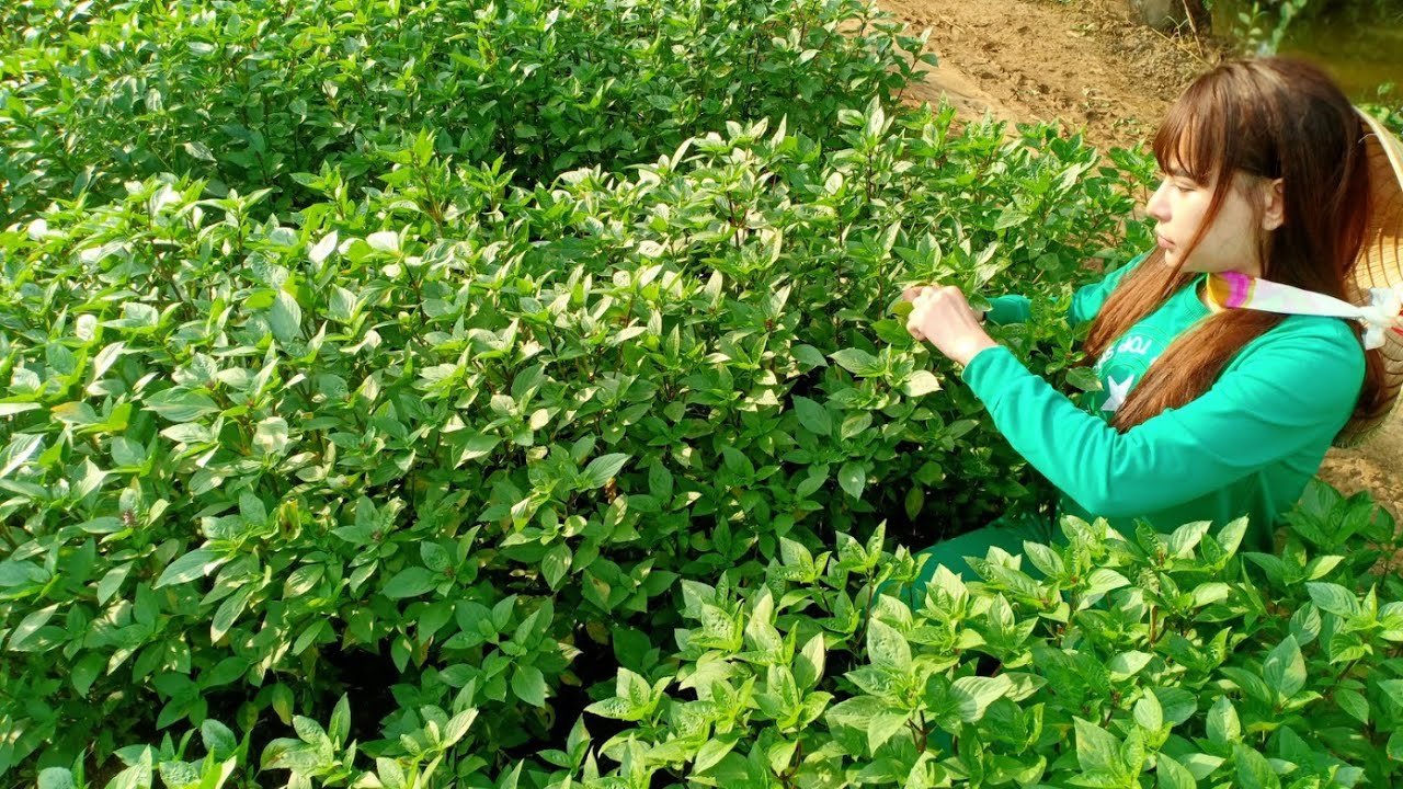 Gà Nấu Lá Quế