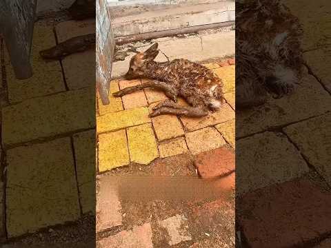 When a Mother Rejected Her Baby, This Man Became Its World 🦌❤️