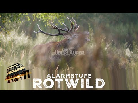 Red deer alert level - alert for Borsti11