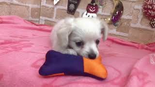 ハーフ犬の動画01