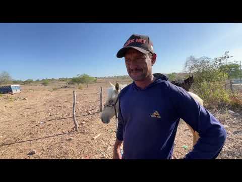 Cavalos de 50 Mil em Senador Rui palmeira - AL 30 - 12 - 2025 #nordeste