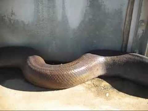 YouTube Video rgy7sN_-Mj0