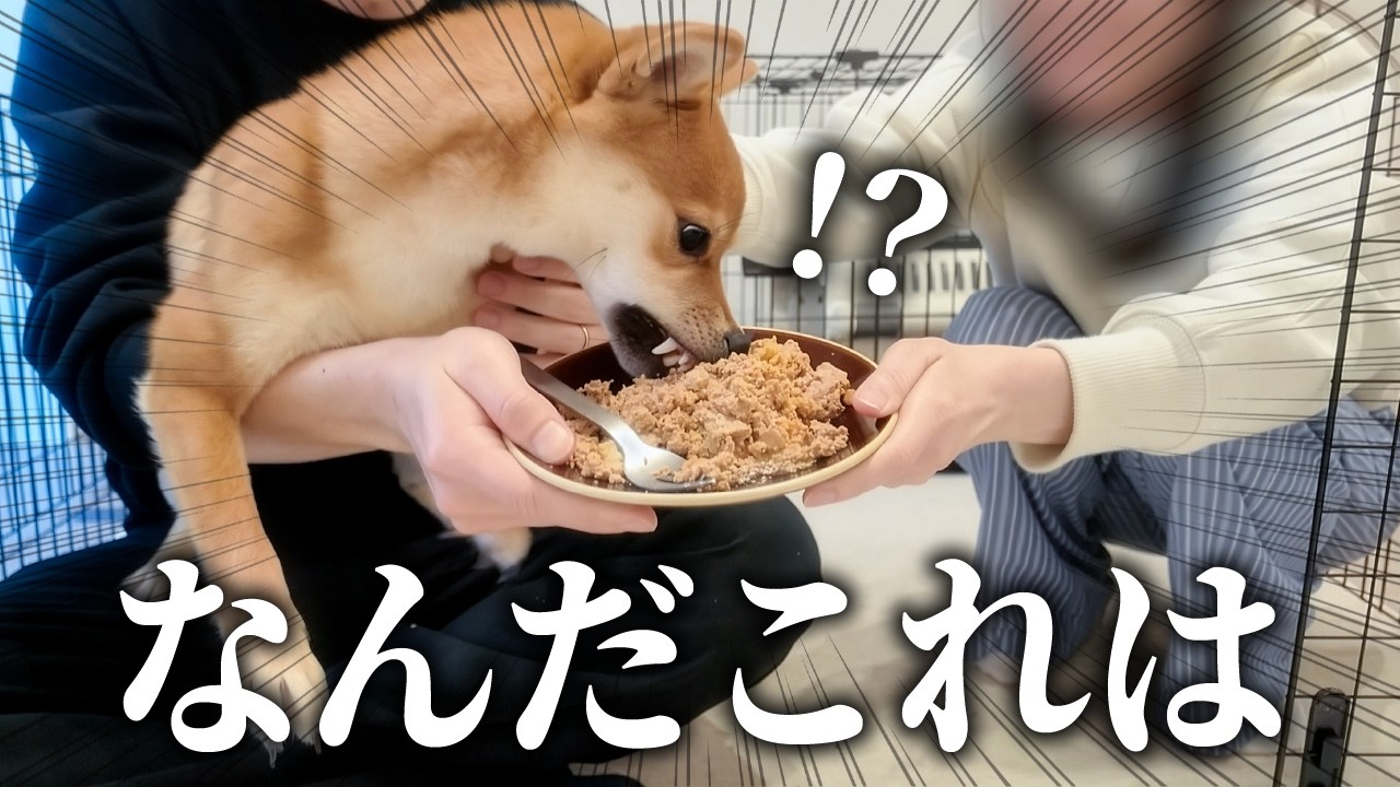 初めてカリカリ以外のごはんを食べた柴犬はこうなります