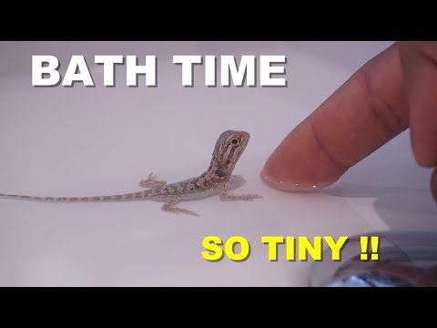 How To Give A Baby Bearded Dragon A Bath !! Tips On Bearded Dragon Care