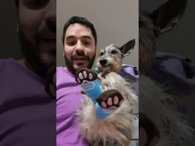 Vídeo relacionado con FUIPVGI 2 Pares Calcetines Patas de Animales, Calcetines Novedosos Estampado de Patas de Perro, Regalos Divertidos para Mujeres y Hombres (Marrón, Negro)