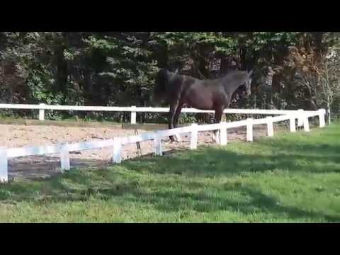 Penkur Kossack 2012 (Kunar T x Pentia Kossack by Pobeditel)