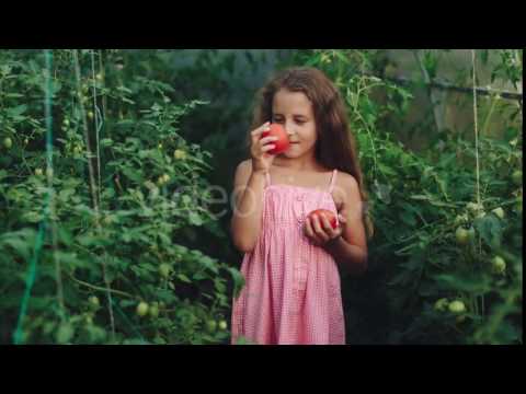 Curly Girl in a Pink Dress Picks Tomatoes