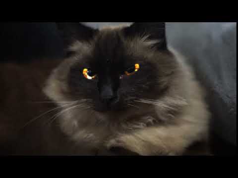 Siamese Cat insane eye color