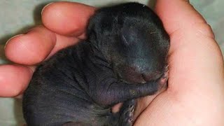 Download the video "The dog brought a puppy from the forest, and after 2 months people realized that it was not a dog"