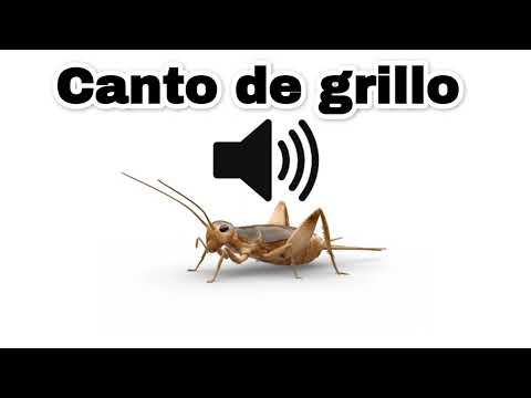 Canto de grillo - Efecto de sonido