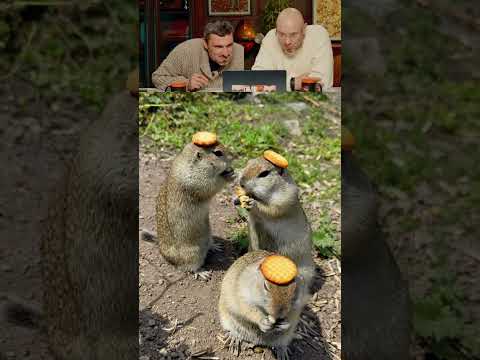 ЗАСМЕЯЛСЯ - ПОДПИСАЛСЯ! Ч.409😆 СМЕЁМСЯ ВСЕЙ СЕМЬЕЙ!