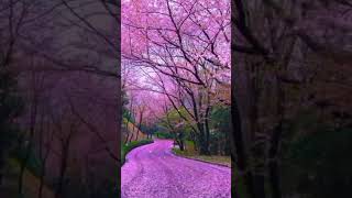 Download lagu 💚Hum Pyar Hai Tumhare❤ Dildar Hai Tumhare Humse Mila Kro New WhatsApp Status💚 mp3