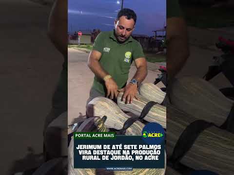 Jerimum de sete palmos chama atenção pelo tamanho no Jordão, interior do Acre