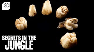 Hominin Fossils Found Deep in South African Cave | Secrets in the Jungle | Science Channel