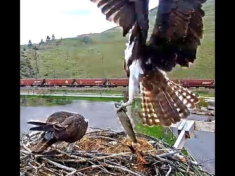Hellgate ospreys MT  5 1 19 235pm Whale fish delivery for Iris from Louis