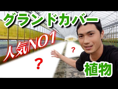 バラの茂みの根元にあるグランドカバーは何ですか?マルチの種類と技術の関連性  庭園