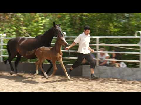 "Räuberprincess" von Prince Patmos - Laurel - Stradivari; Stute geb. Juni 2022