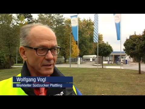 Schlechte Ernte erwartet – in Plattling ist die Rübenkampagne angelaufen