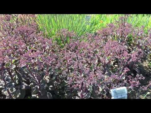 image-What is the scientific name for stonecrop?