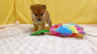 豆柴の動画01