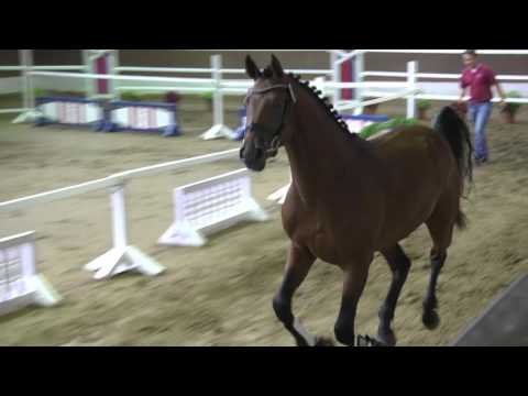 Holsteiner Hengst v. Cormint *2013