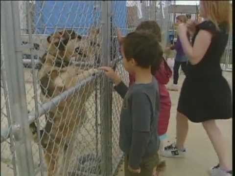 Fort McMurray SPCA Dog Jog