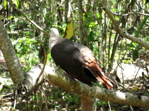 Pink pigeon Nesoenas mayeri Mauritius